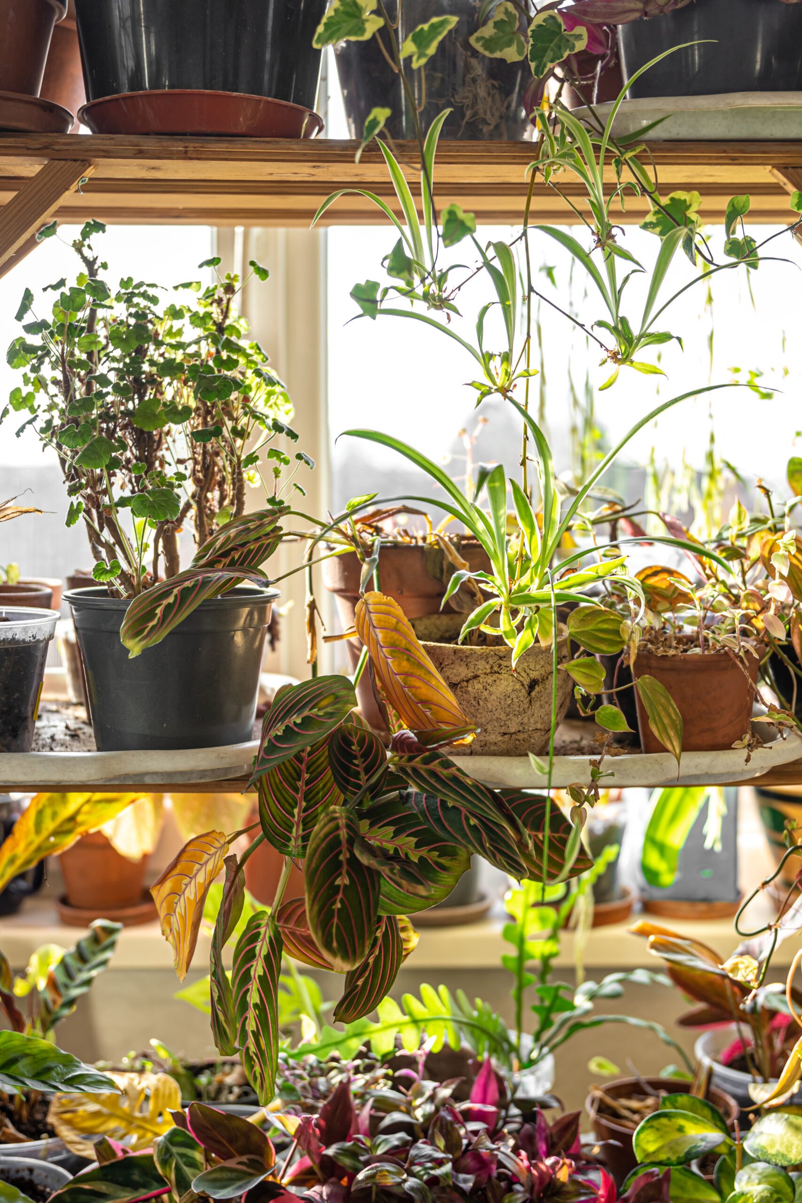 many pots with a variety of plants in the interior of the room.